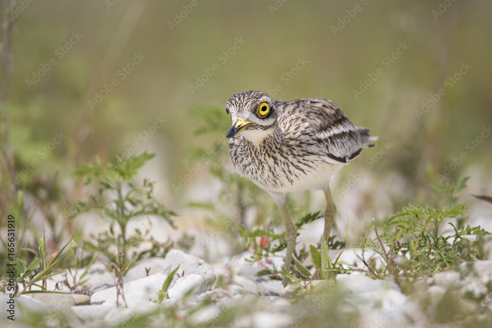 Fototapeta premium animal