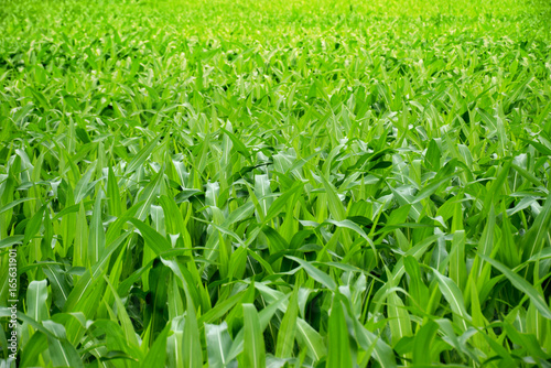 Corn field plantation in Thailand