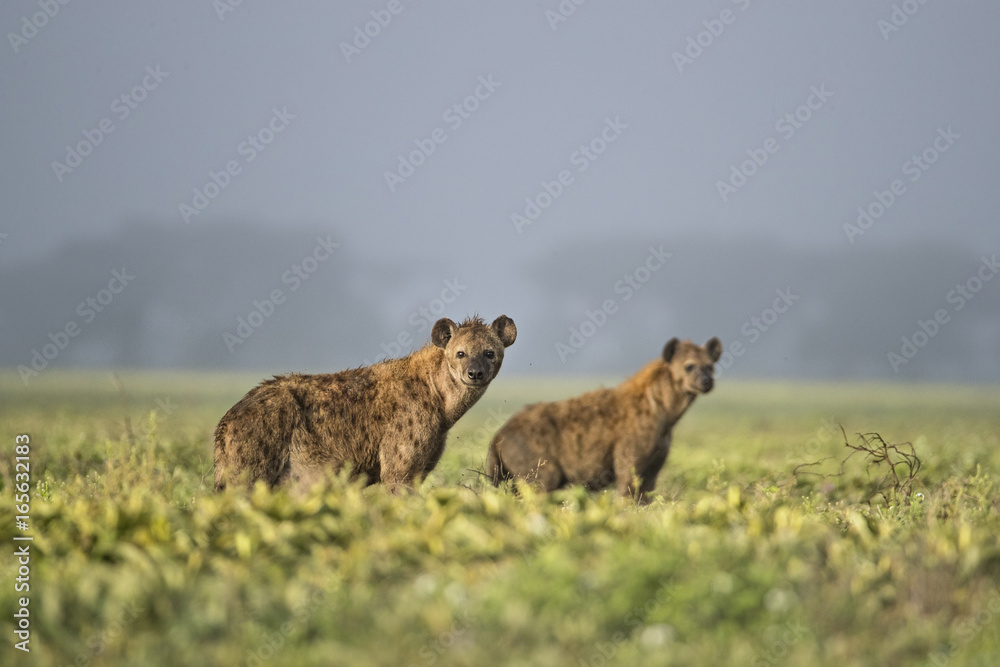 Fototapeta premium animal