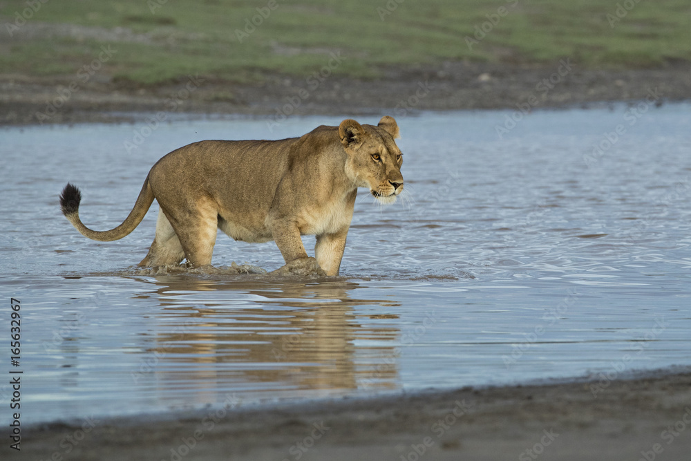 Obraz premium animal