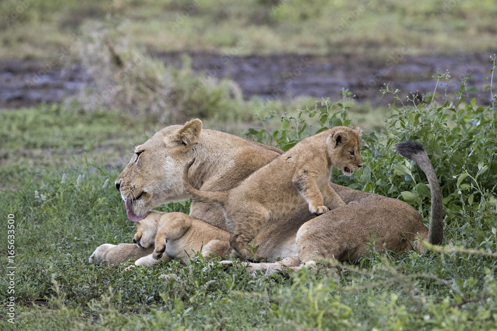Fototapeta premium Animal