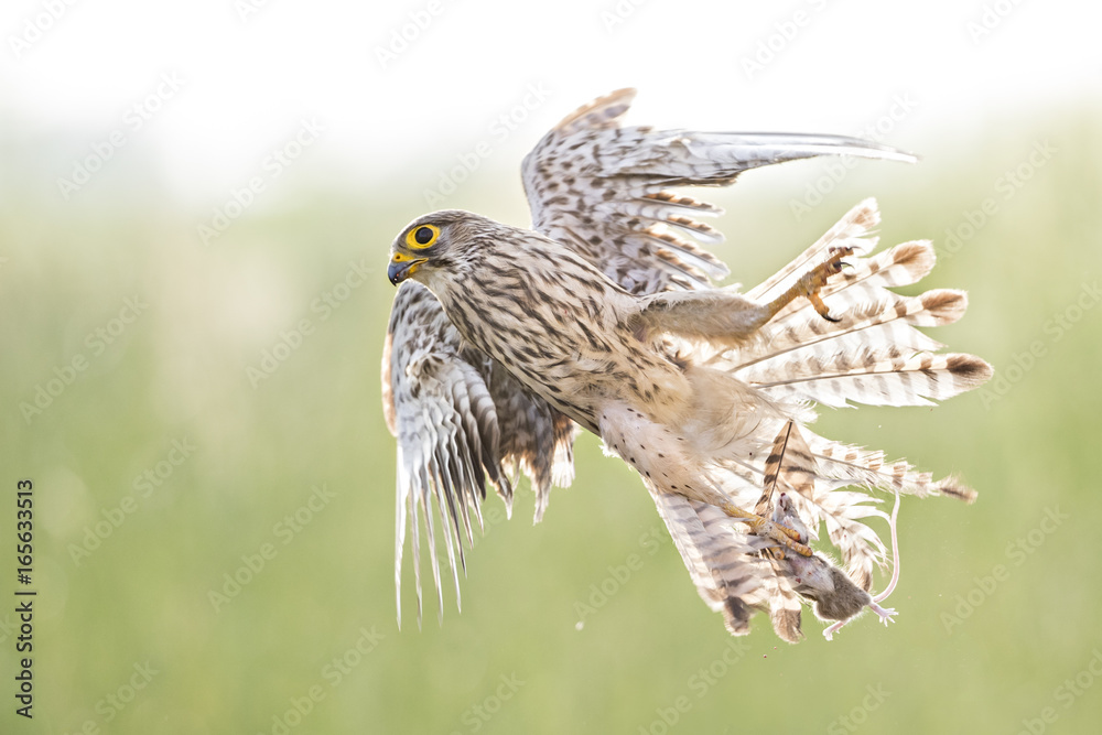 Obraz premium Animal