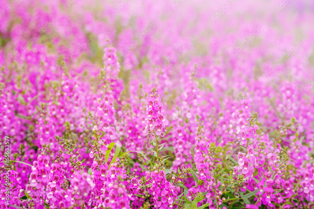 pink and purple Angelonia goyazensis Benth flower fields, looks like lavender originated from japan almost growth in summer time