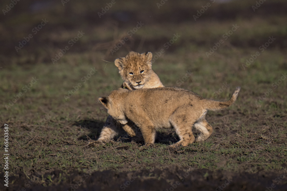 lion lion