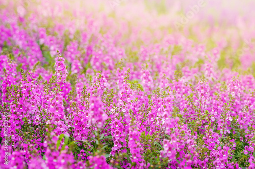 pink and purple Angelonia goyazensis Benth flower fields  looks like lavender originated from japan almost growth in summer time