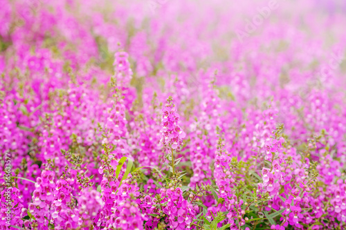 pink and purple Angelonia goyazensis Benth flower fields, looks like lavender originated from japan almost growth in summer time