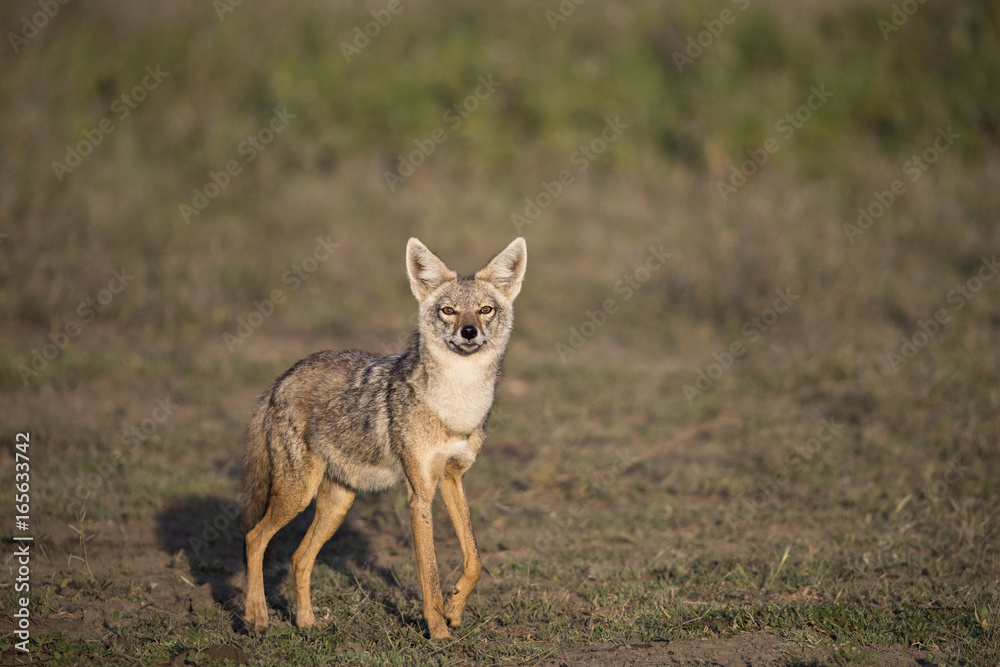 Naklejka premium jackal