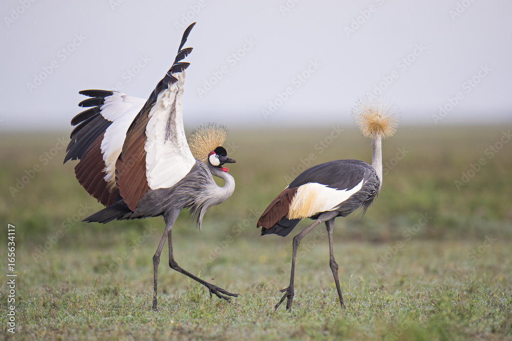 Fototapeta premium Crowned crane