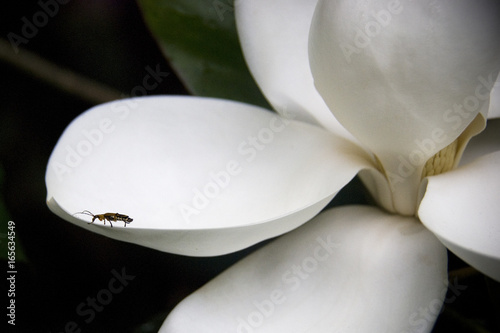 magnolia