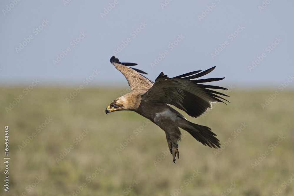 Obraz premium tawny eagle