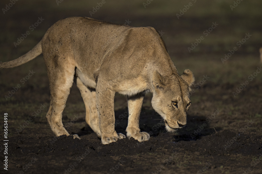 Naklejka premium Lion