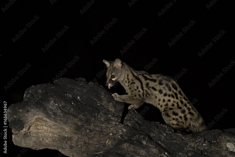 Fototapeta premium animal