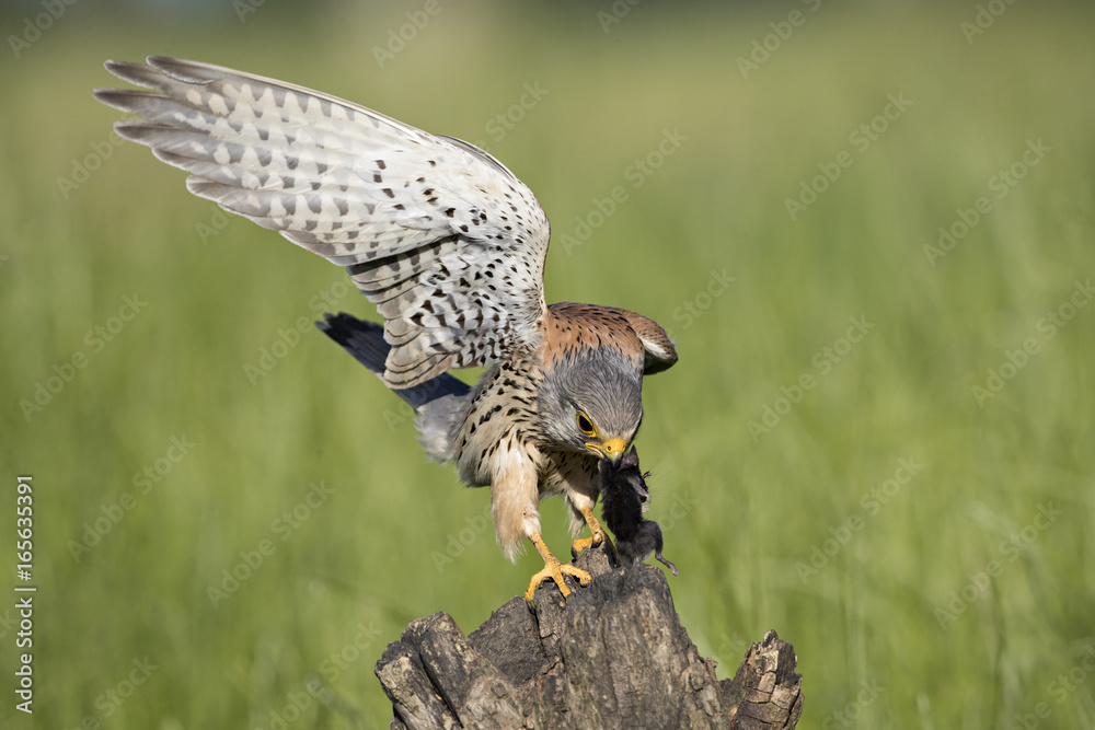 Obraz premium animal