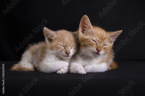 2 cute ginger kittens sleping on black background