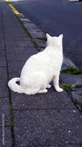 weiße Katze in Reykjavik Island