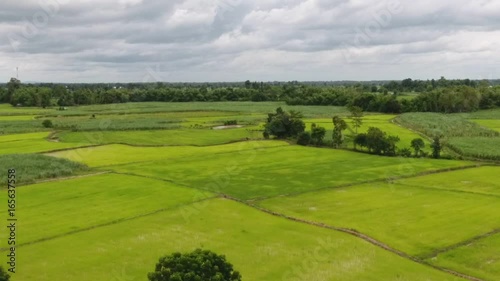 New born rice has green leaves.
