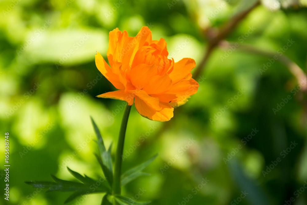 Globeflower (Trollius asiaticus) on flowerbed in garden Globeflower (Trollius asiaticus) on flowerbed in garden