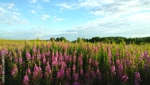 Thickets of willow-herb in a large field. In the background behind the flowers Ivan-tea forest views 
