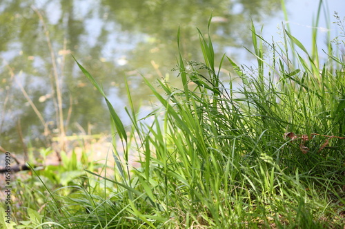 Grass growing on the edge of the shore. Dense green grass grows on the bank of the river.