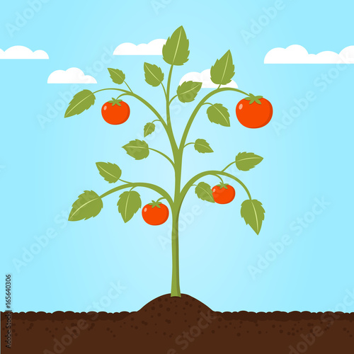 Tomatenpflanze Flat Design Vektor Grafik Illustration