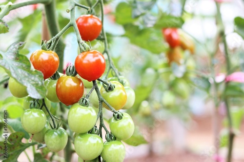 Wallpaper Mural トマト　野菜 Torontodigital.ca