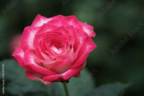 close-up shot of rose in the garden - soft focus