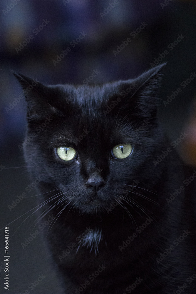 cute black cat with green eyes
