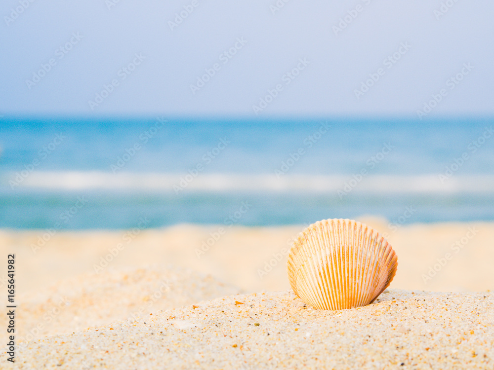 Shell on the beach with sea backround, Concept of summer traveling Shell on the beach with sea backround, Concept of summer traveling
