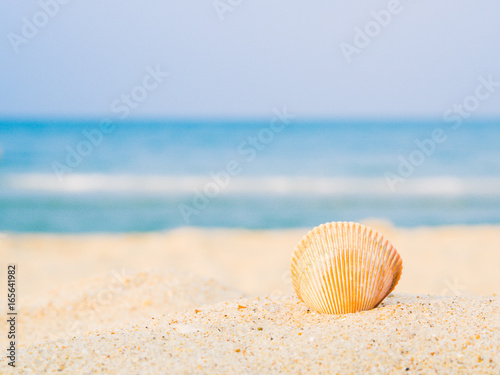 Shell on the beach with sea backround, Concept of summer traveling