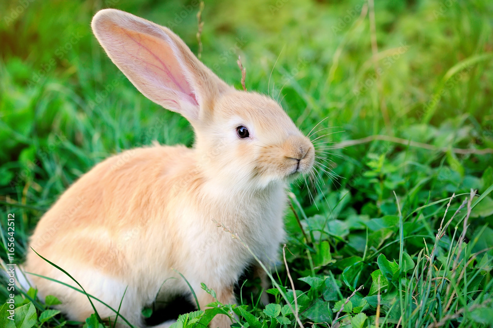 Fototapeta premium Little rabbit on green grass