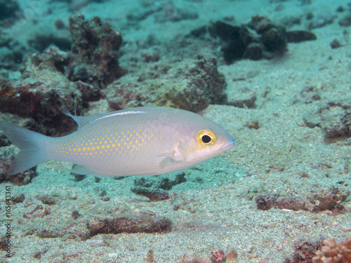 white fish swimming at underwater © bugking88