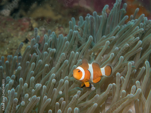 Anemone fish with Anemone at underwater © bugking88