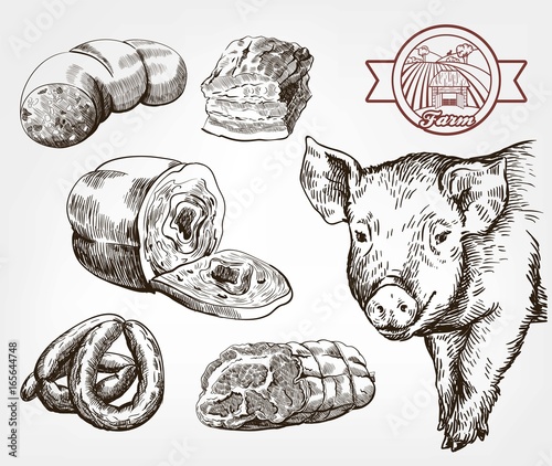 The head of a pig. Natural meat products. Animal husbandry. Set of vector sketches against gray
