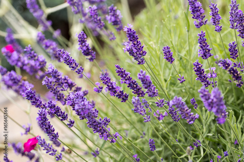  the flourishing lavender  in Provence  near Sault  France