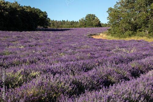 Lavender field near Sault in Provence, France.