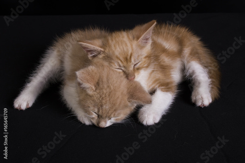cute ginger kittens sleeping on black background