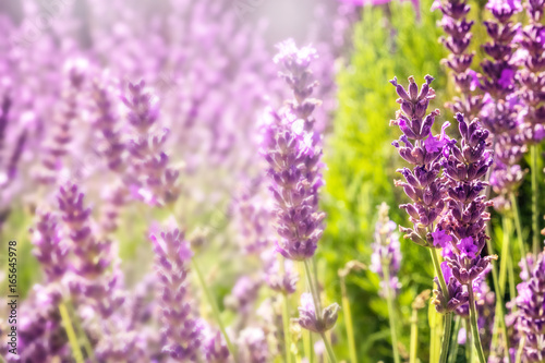 Blooming lavender flowers on blurred background with copy space