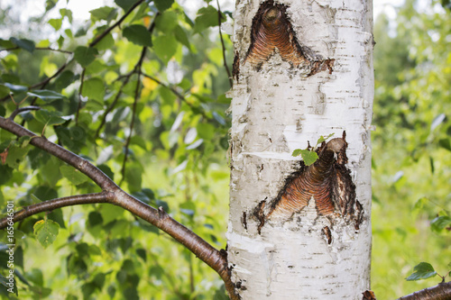 Trunks of birch trees in the foreground photo