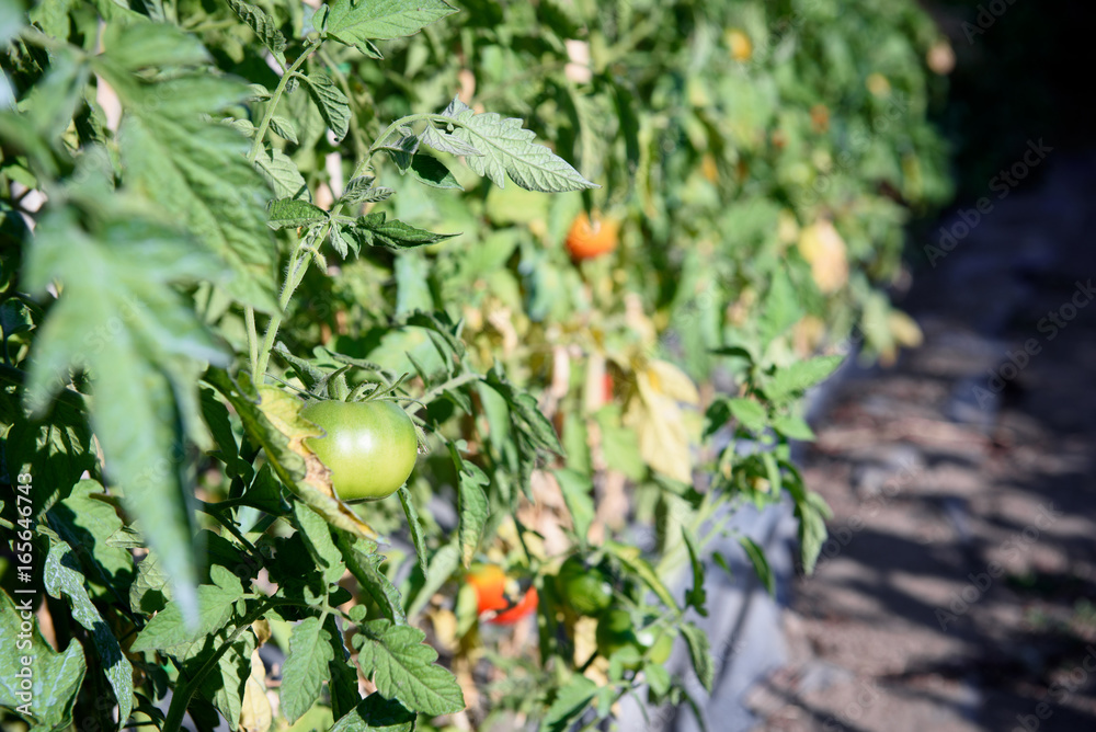 Obraz premium Tomato fruit in vegetable garden
