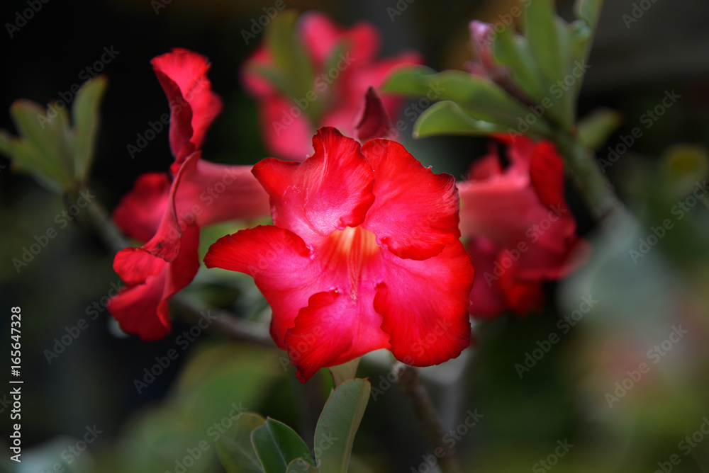 Red Adenium obesum tree, Desert Rose, Impala Lily Red Adenium obesum tree, Desert Rose, Impala Lily