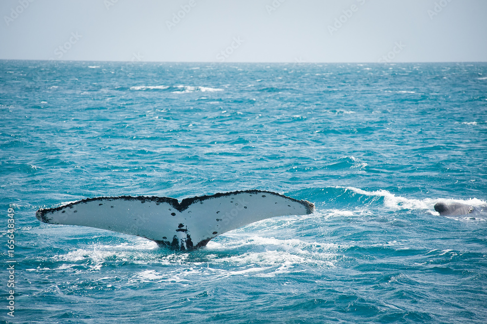 Obraz premium Humpback Tail