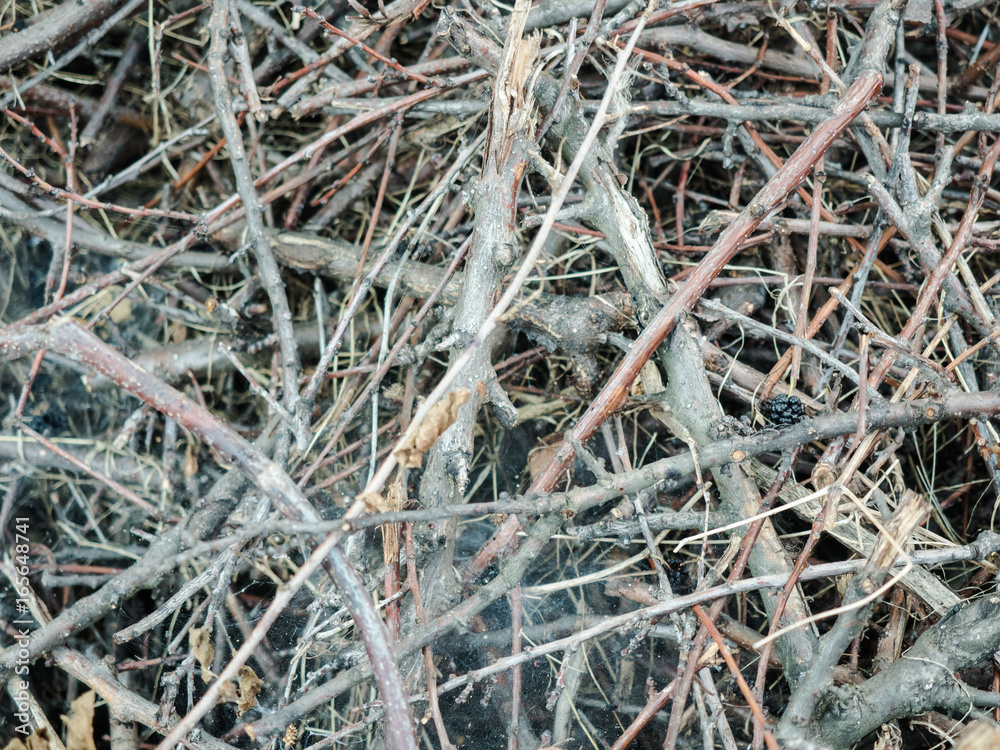 Brushwood, branches piled in a heap. Horizontal photo, the view from the top. Heaped dry branches. Background with texture of wood, dry branches close-up