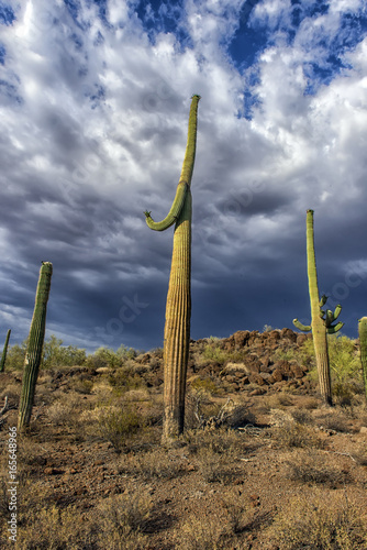 desert landscape with cactus photo