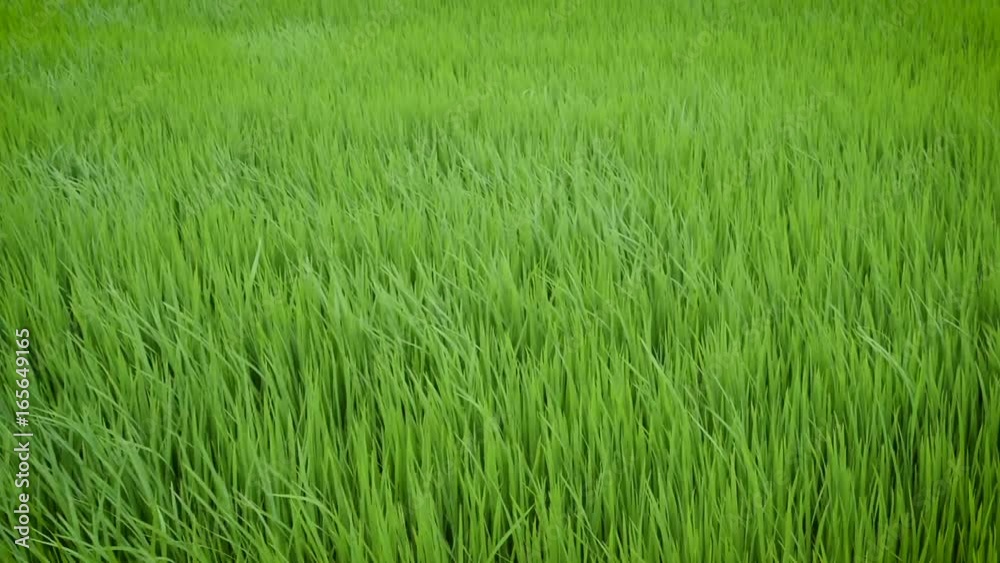 Green view of rice plant swinging in the wind, jasmine rice farm in Thailand Green view of rice plant swinging in the wind, jasmine rice farm in Thailand
