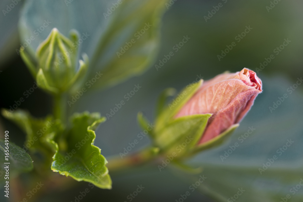 Macro of beautiful China Rose flower before it blossoms Macro of beautiful China Rose flower before it blossoms