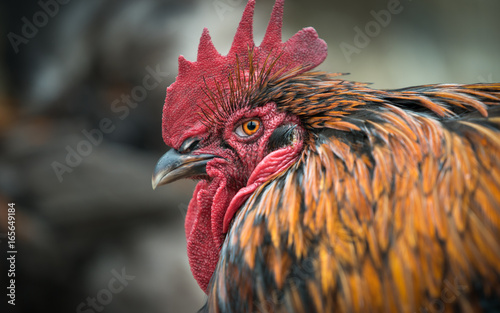 Rooster photo