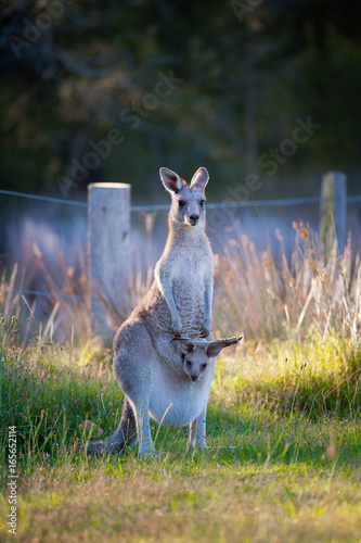 Kangaroo and Joey photo