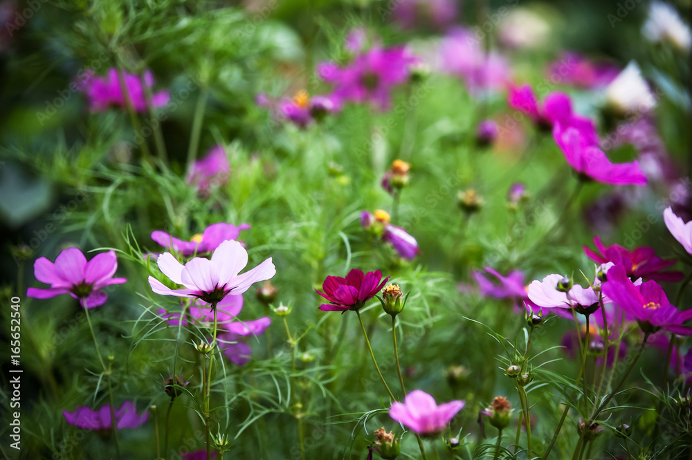 Cosmos . Field of pink, red, lilac chamomiles .. Summer background, floral pattern
