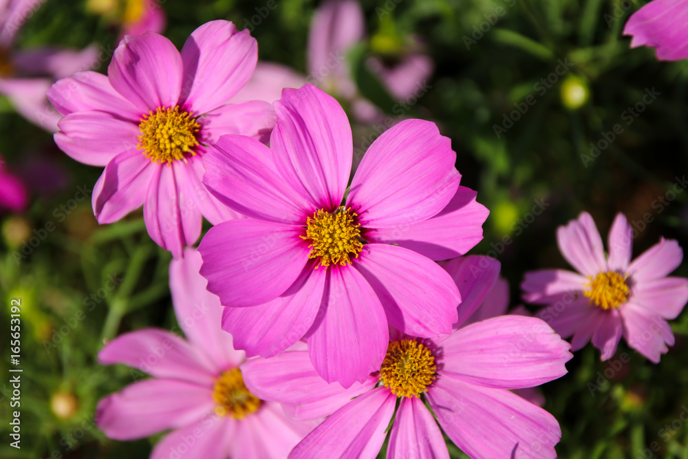 Pink Cosmos flowers in the garden, (Cosmos Bipinnatus) Pink Cosmos flowers in the garden, (Cosmos Bipinnatus)