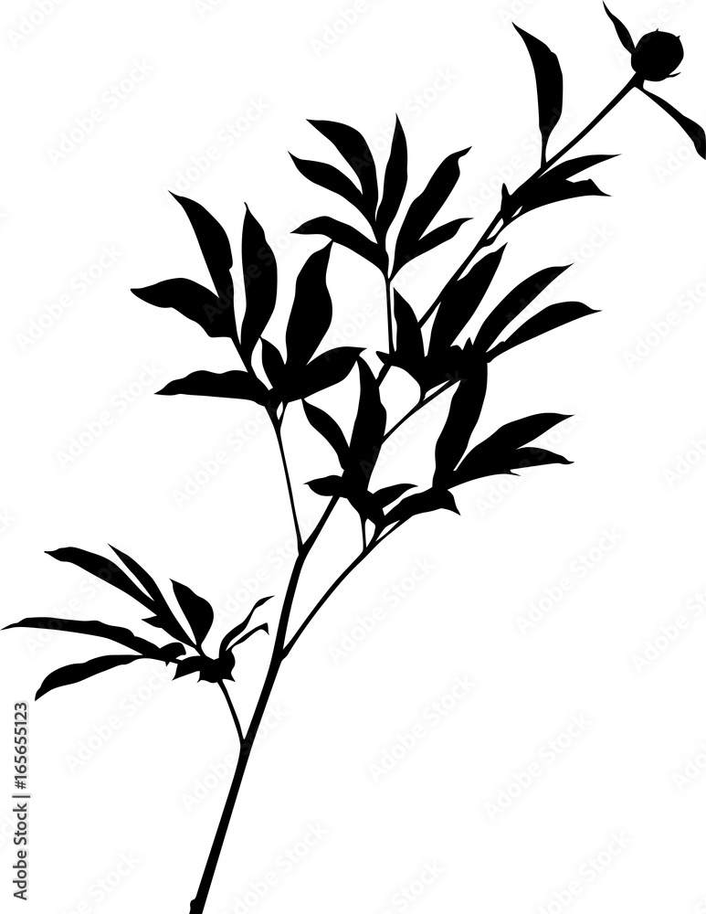 Naklejka premium peony bud silhouette isolated on white background